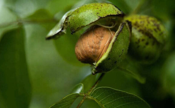 walnut_tree2